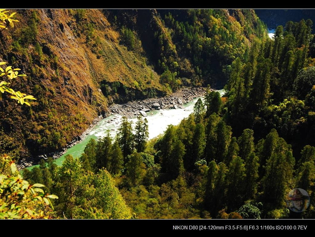 寻找中国最高的树