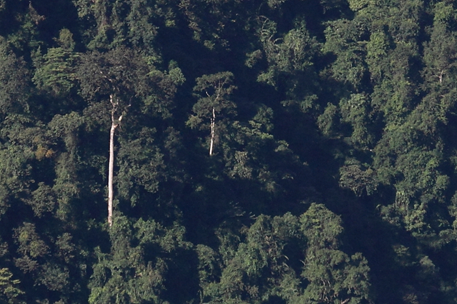 寻找中国最高的树