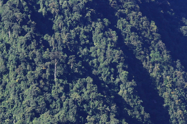 寻找中国最高的树