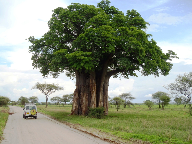 寻找中国最高的树
