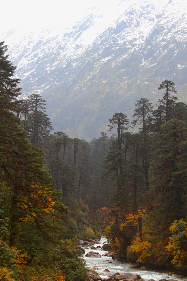寻找中国最高的树