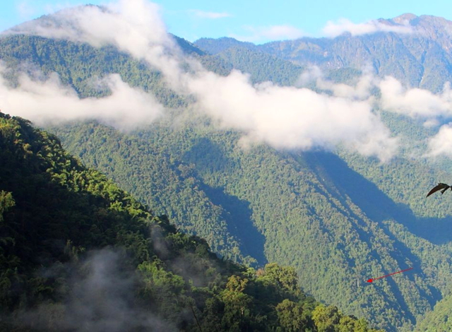 寻找中国最高的树