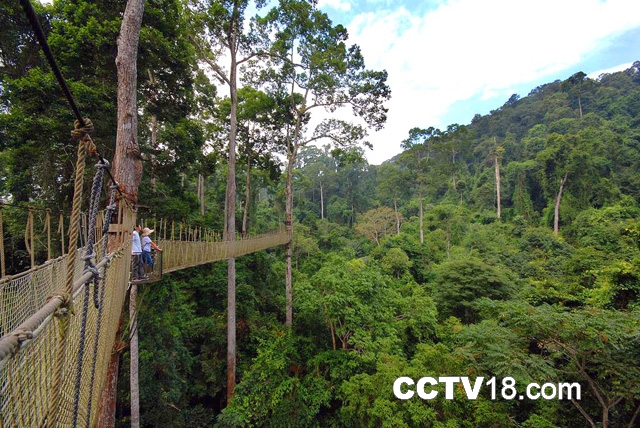 寻找中国最高的树