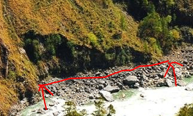 寻找中国最高的树