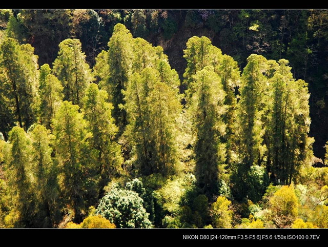 寻找中国最高的树