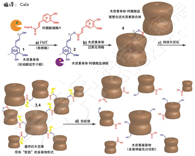 转基因杨树：打造更易处理的生物能源