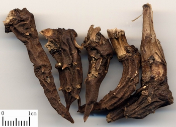 “云南白药含草乌”究竟意味着什么？