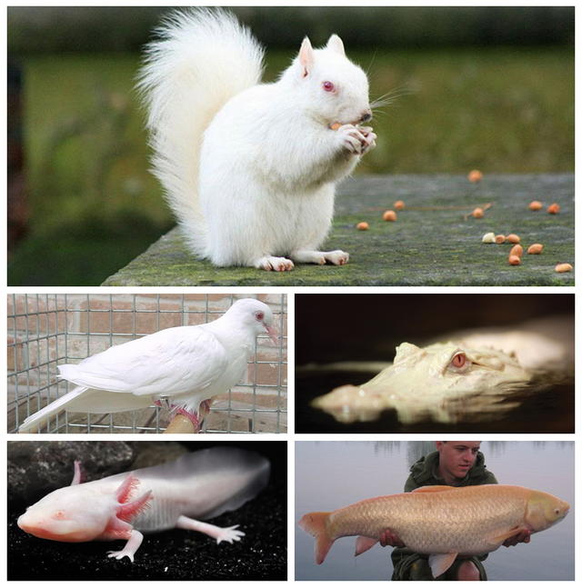 以白为美，哪怕是病