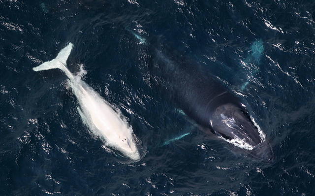 以白为美，哪怕是病