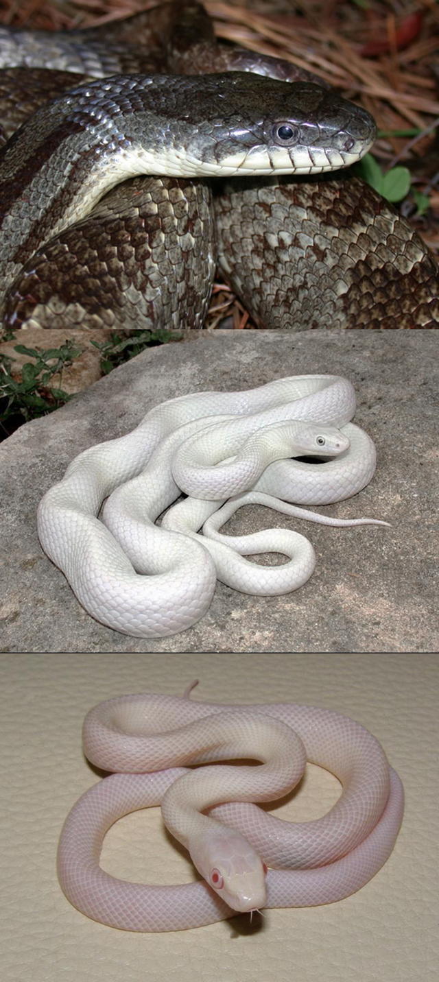 以白为美，哪怕是病