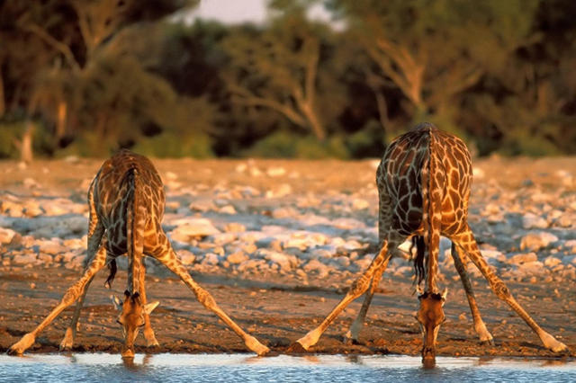 那些劈腿的动物们