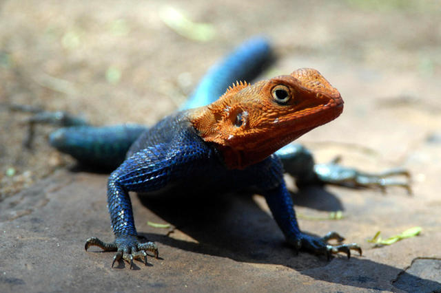 那些劈腿的动物们