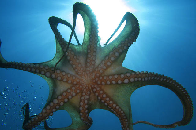 那些劈腿的动物们