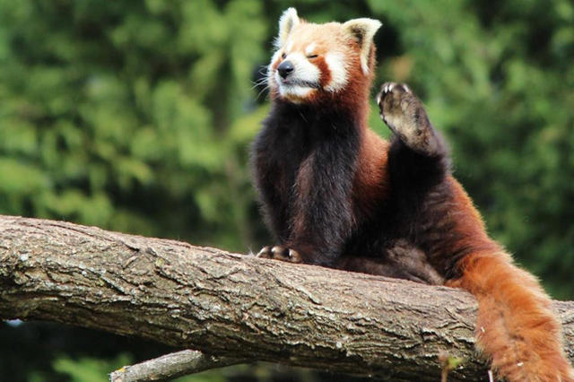那些劈腿的动物们