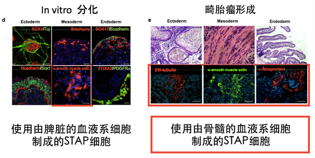 小保方晴子涉嫌学术不端事件最终调查结果公布！