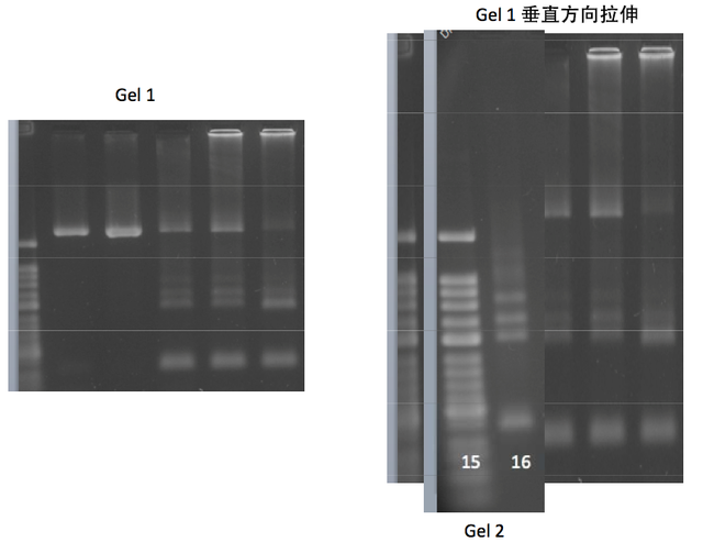 小保方晴子涉嫌学术不端事件最终调查结果公布！