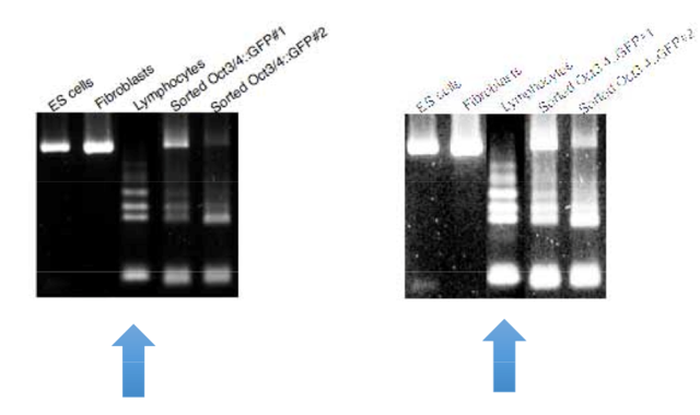 小保方晴子涉嫌学术不端事件最终调查结果公布！