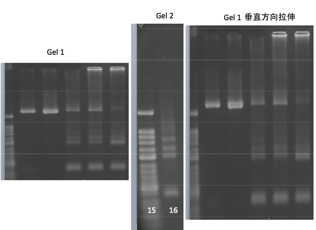 小保方晴子涉嫌学术不端事件最终调查结果公布！