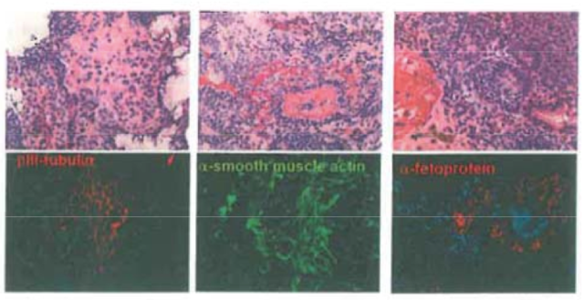 小保方晴子涉嫌学术不端事件最终调查结果公布！