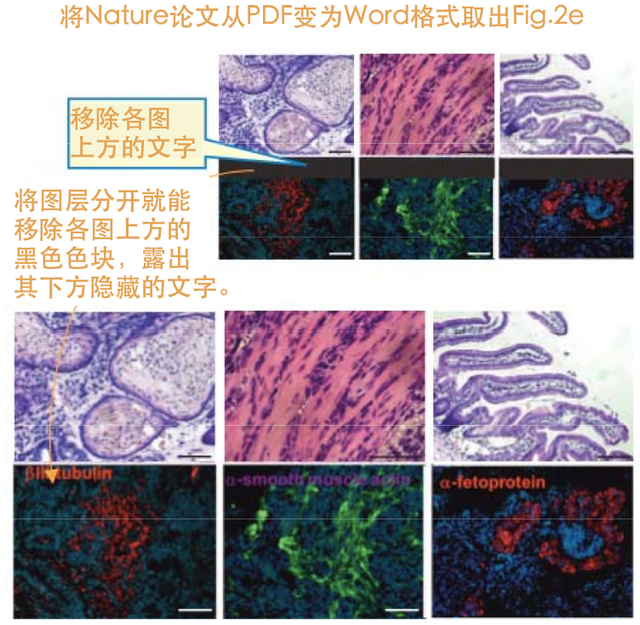 小保方晴子涉嫌学术不端事件最终调查结果公布！