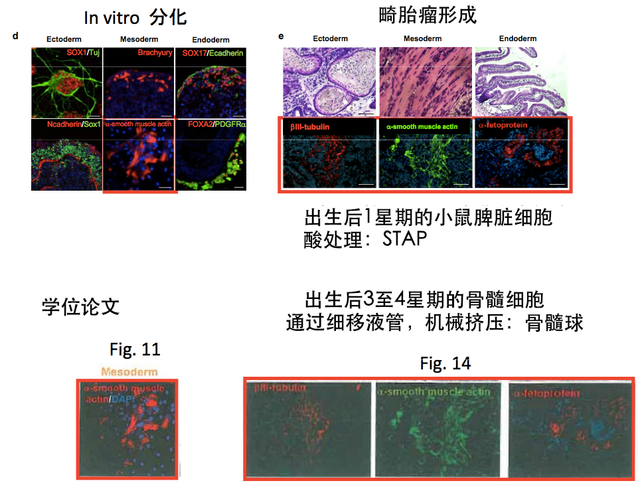 小保方晴子涉嫌学术不端事件最终调查结果公布！