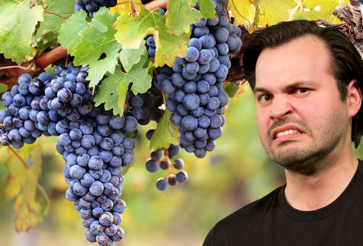 痘痘细菌：一边折磨人，一边恋上葡萄藤？