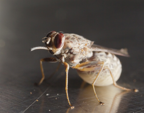 【论文故事】破译昏睡病传播媒介基因组