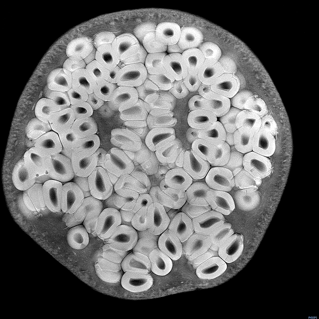 科学家也在玩：给蔬菜和水果做核磁共振