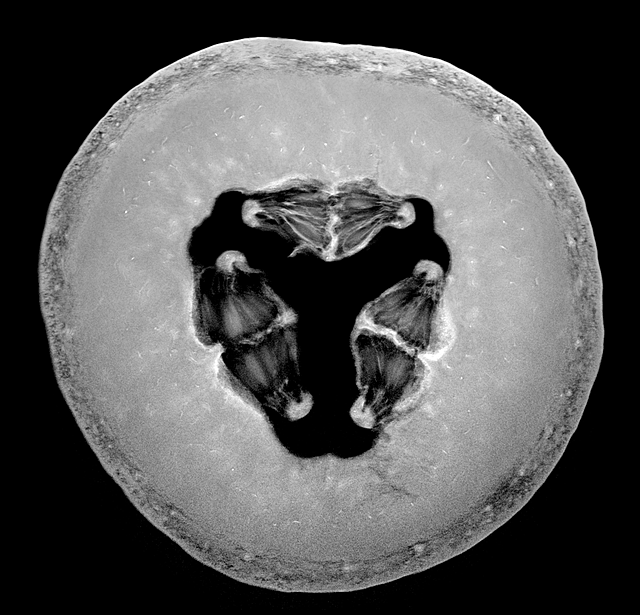 科学家也在玩：给蔬菜和水果做核磁共振