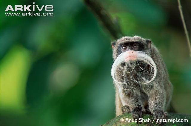 在《里约大冒险2》里新登场的动物都有哪些？