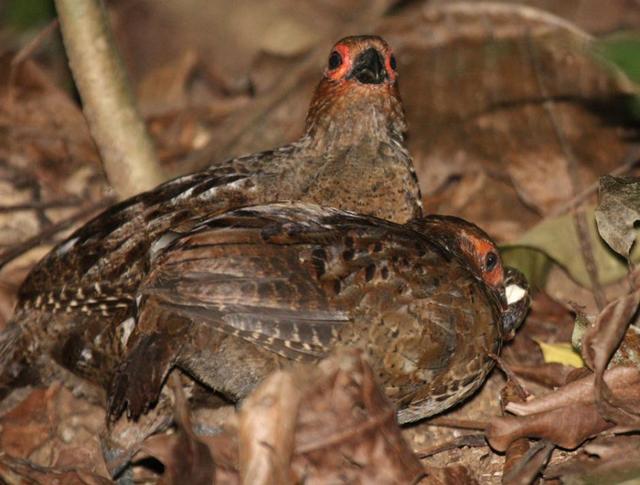 在《里约大冒险2》里新登场的动物都有哪些？
