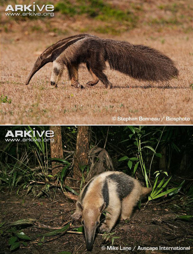 在《里约大冒险2》里新登场的动物都有哪些？