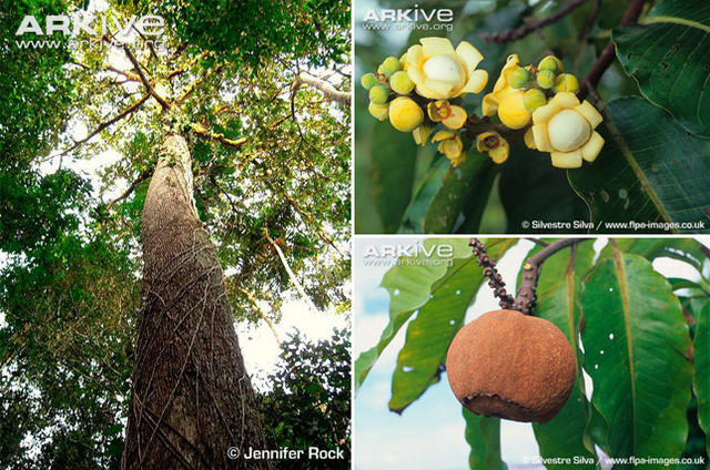 在《里约大冒险2》里新登场的动物都有哪些？