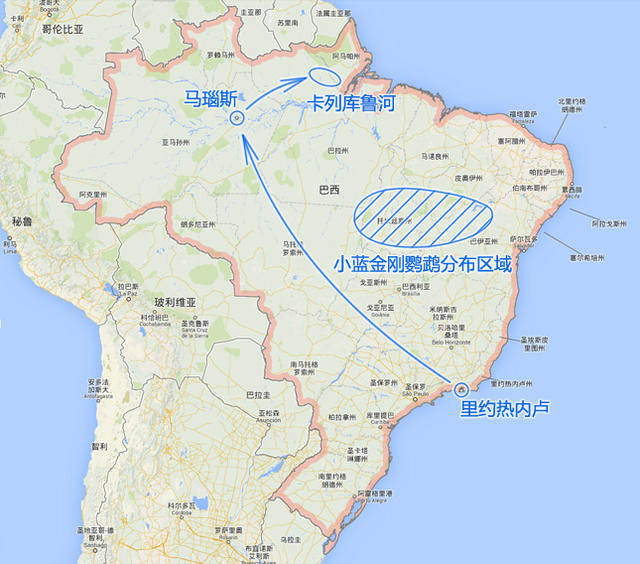 在《里约大冒险2》里新登场的动物都有哪些？