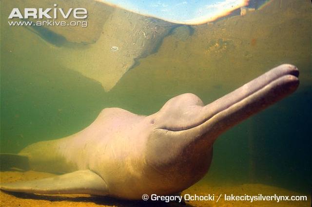 在《里约大冒险2》里新登场的动物都有哪些？