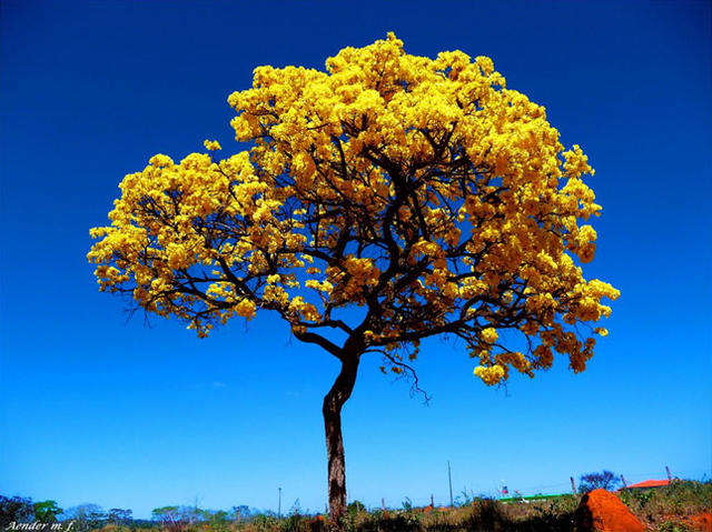 在《里约大冒险2》里新登场的动物都有哪些？