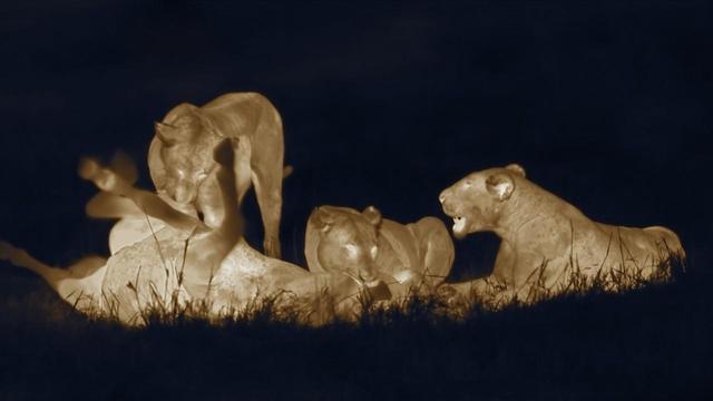 月圆之夜，动物们都会做什么？