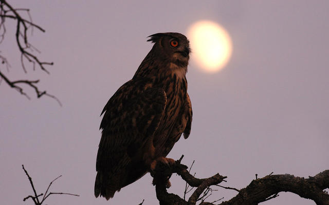 月圆之夜，动物们都会做什么？