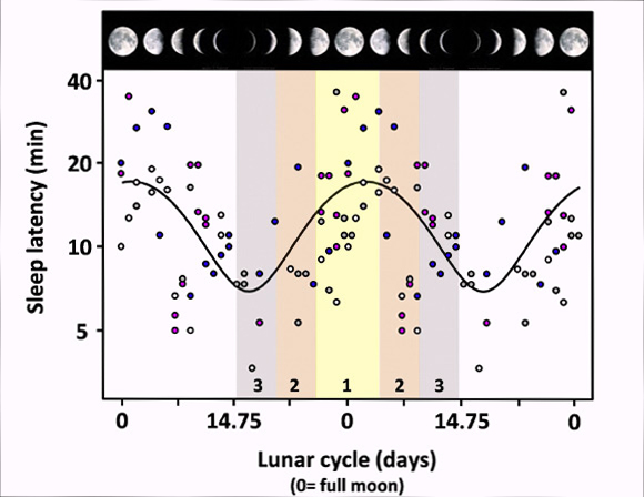 月圆之夜，动物们都会做什么？