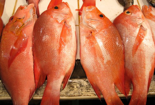 月圆之夜，动物们都会做什么？