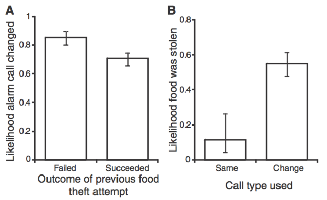 鸟类阴谋家：叉尾卷尾的骗术世界