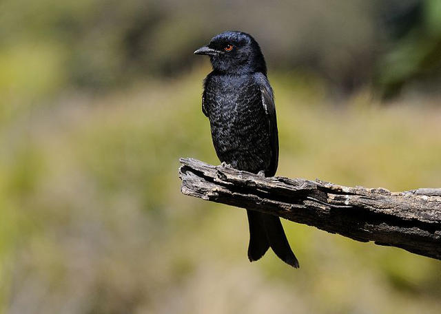鸟类阴谋家：叉尾卷尾的骗术世界