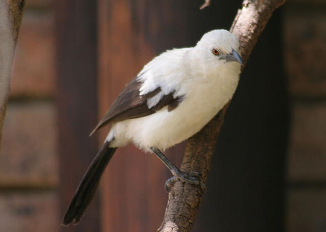 鸟类阴谋家：叉尾卷尾的骗术世界