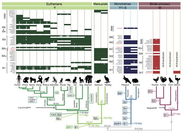 Y染色体：2500万年来都稳定得很