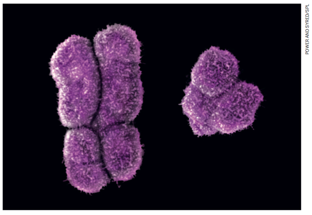 Y染色体：2500万年来都稳定得很