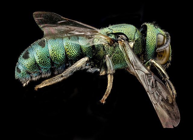 蜜蜂会发现蜜没了吗？