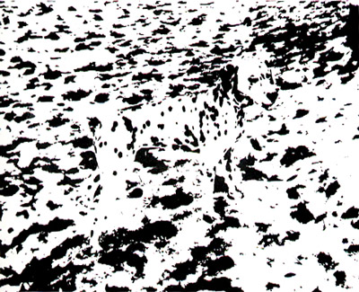 虽然只是一些支离破碎的黑白图案，人脑却可以将它看成一只狗。你看出来了吗？