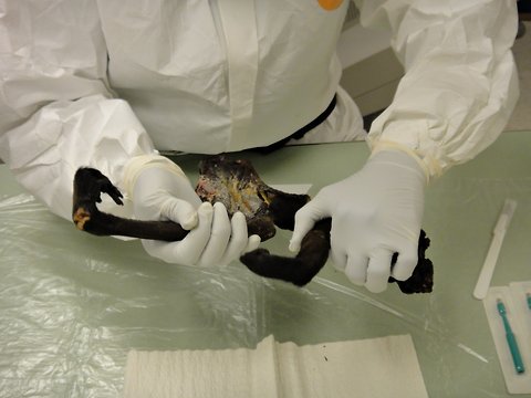 芝加哥奥黑尔国际机场查获的猴子肢体