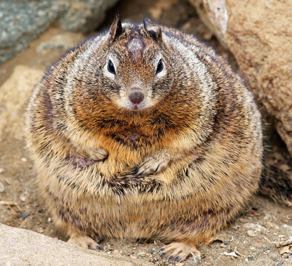 胖成气球一样的松鼠，怎么回事？  图/telegraph.co.uk