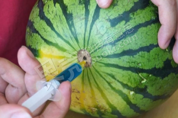 图1 从瓜脐处注射非常困难，几乎打不进去。